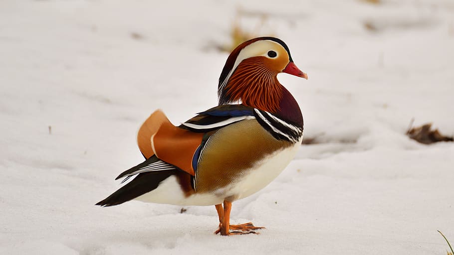 mandarin, tom, snow, bird, animal themes, vertebrate, animal wildlife HD wallpaper