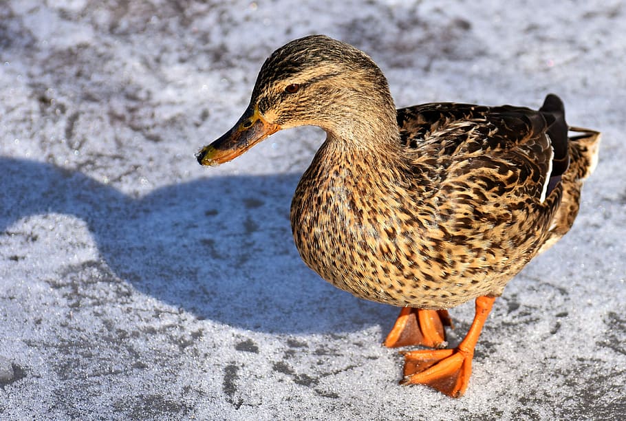 brown duck on pavement, mallard, snow, winter, cold, colorful HD wallpaper