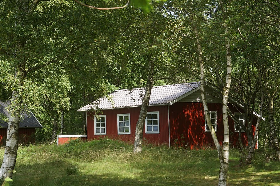 ansager, denmark, heifer lake, cottage, birch trees, hut, house, HD wallpaper