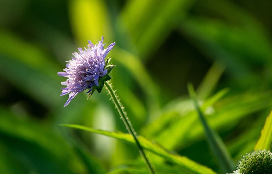flower, plant, grass, flowering plant, beauty in nature, growth HD wallpaper