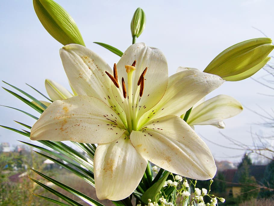 lily, white flower, flowering plant, freshness, beauty in nature HD wallpaper