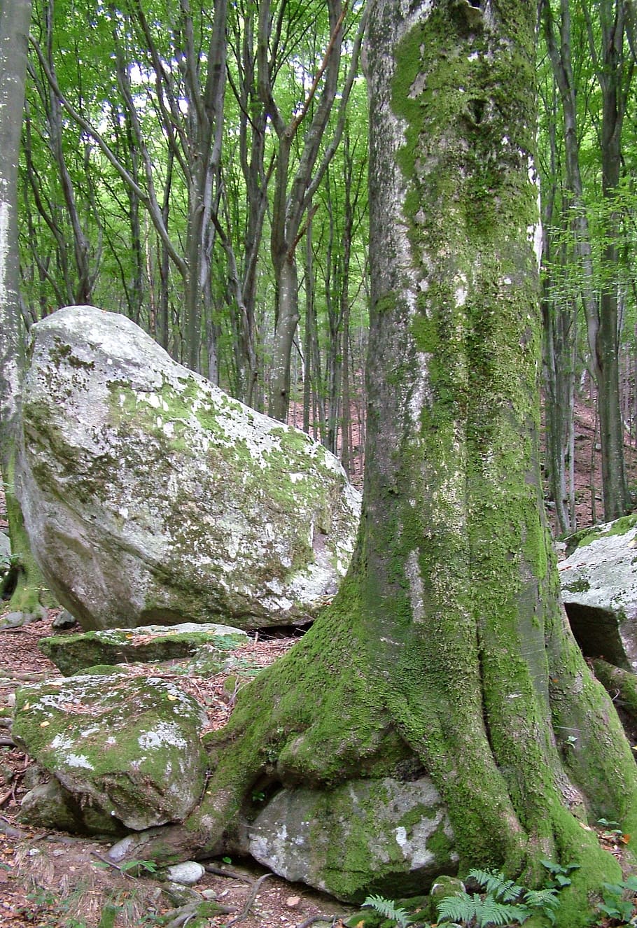 switzerland, ticino, tree, forest, plant, trunk, tree trunk HD wallpaper