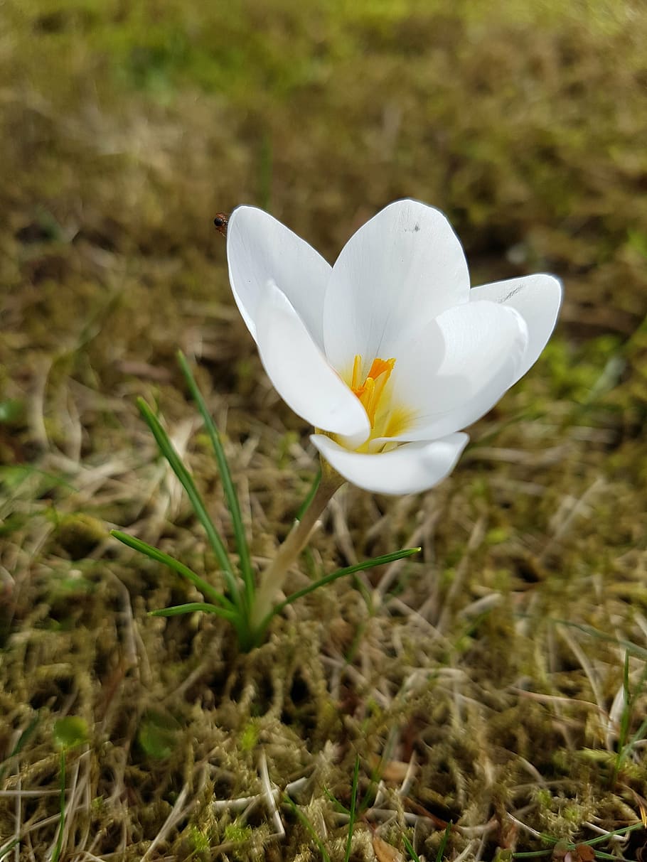 may, flower, spring, blossom, bloom, white, spring flower, fragrant HD wallpaper