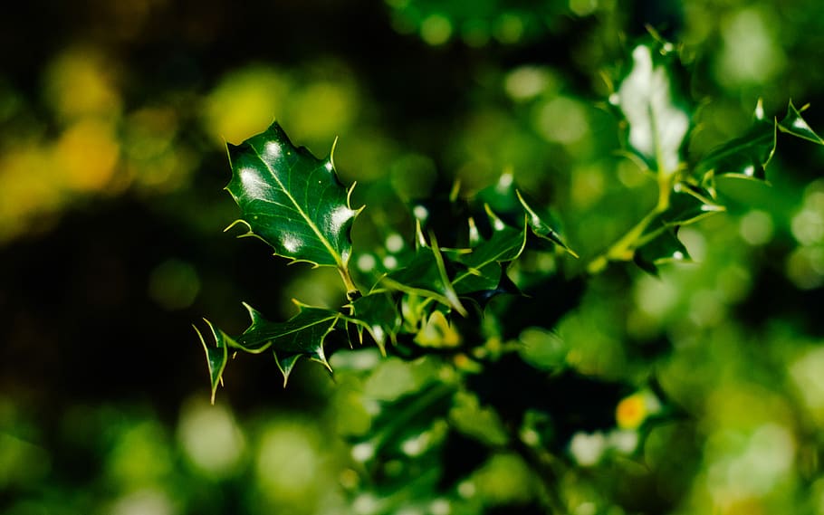 green leaf plant, palmate leafed plant, tree, winter, sunlight HD wallpaper