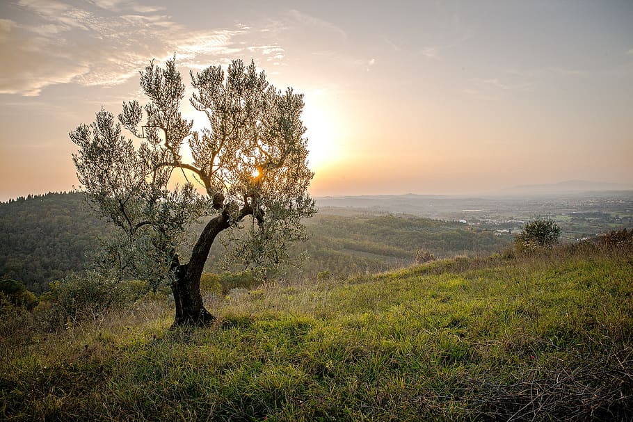 green leafed tree on green mountain, landscape, sunset, naturaorizzontale