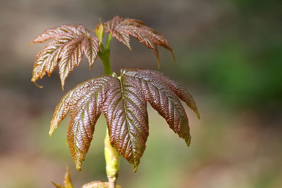 red and green serrated lead plant in close-up photography during daytime HD wallpaper