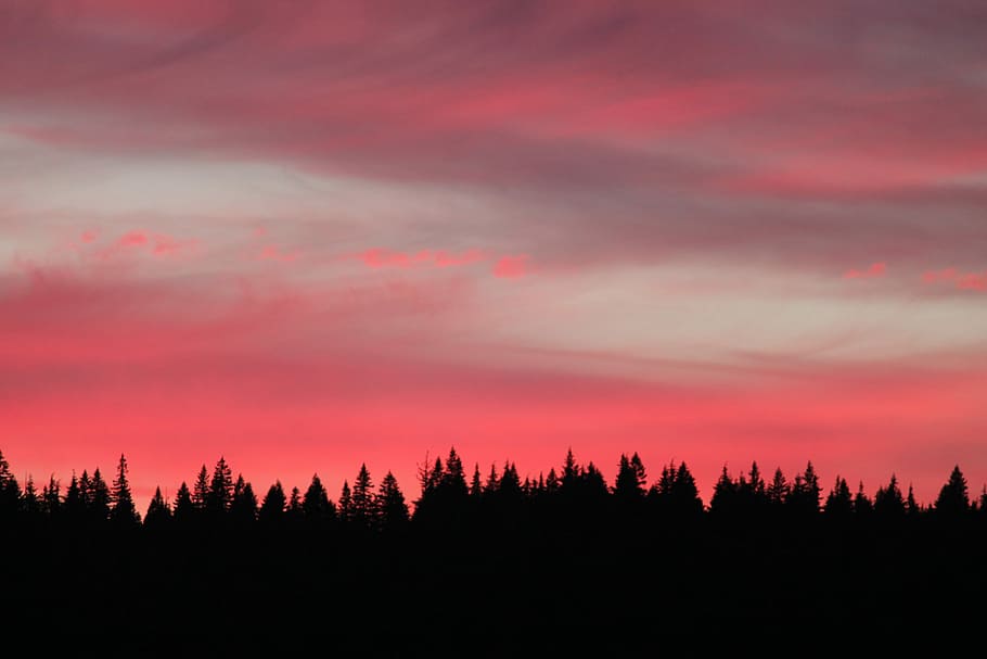 silhouette photography of forest during sunsety, silhouette photo of trees HD wallpaper