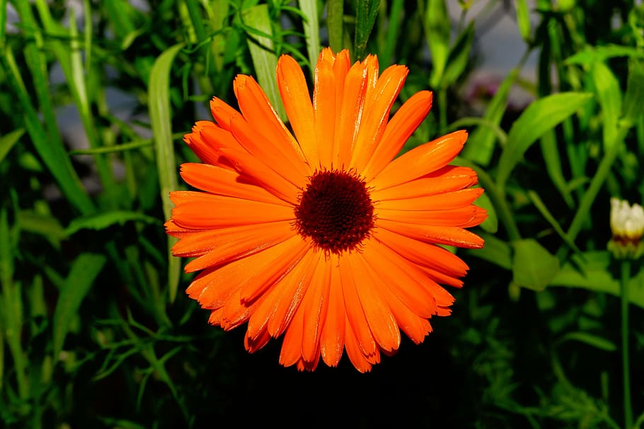 color orange, flowers, chrysanthemum, green, rain, drop of water, HD wallpaper