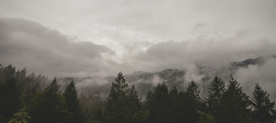 mountain, trees, fog, clouds, landscape, forest, mist, light HD wallpaper