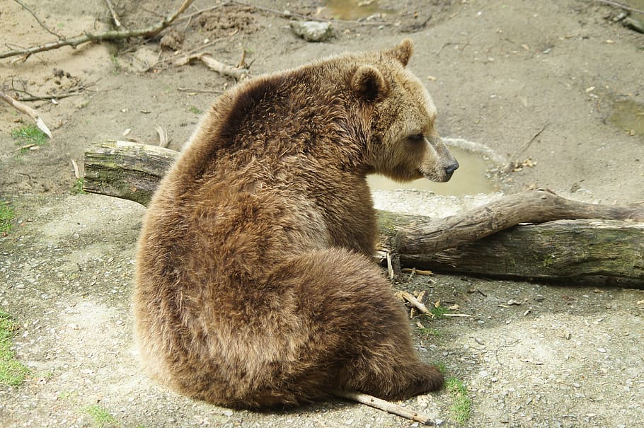 grizzly bear near wood log, predator, animal, nature, wild animal HD wallpaper