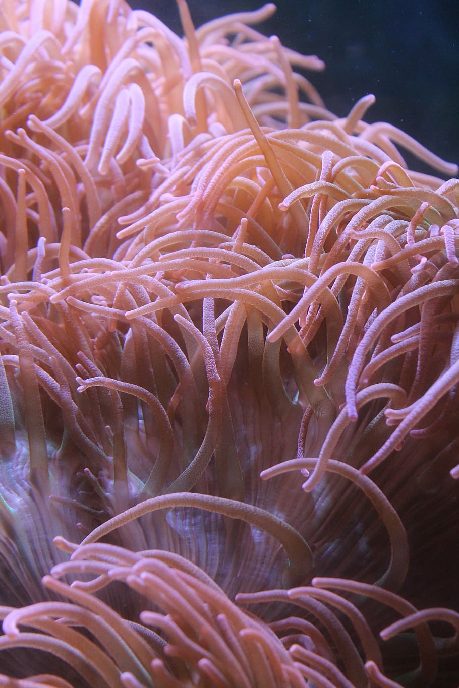 underwater photography of corals, anemone, aquarium, sea, animal HD wallpaper
