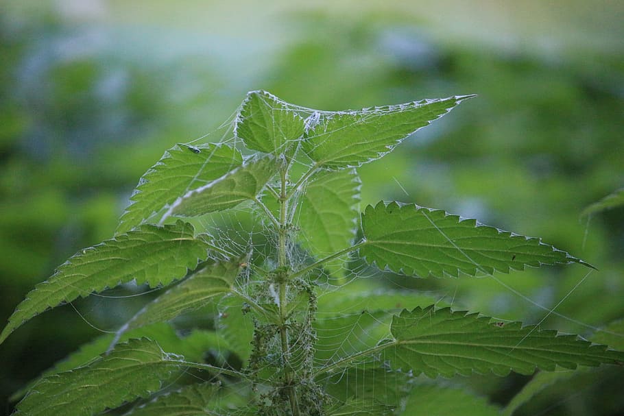 stinging nettle, plant, medicinal plant, nettle leaf, urtica, HD wallpaper