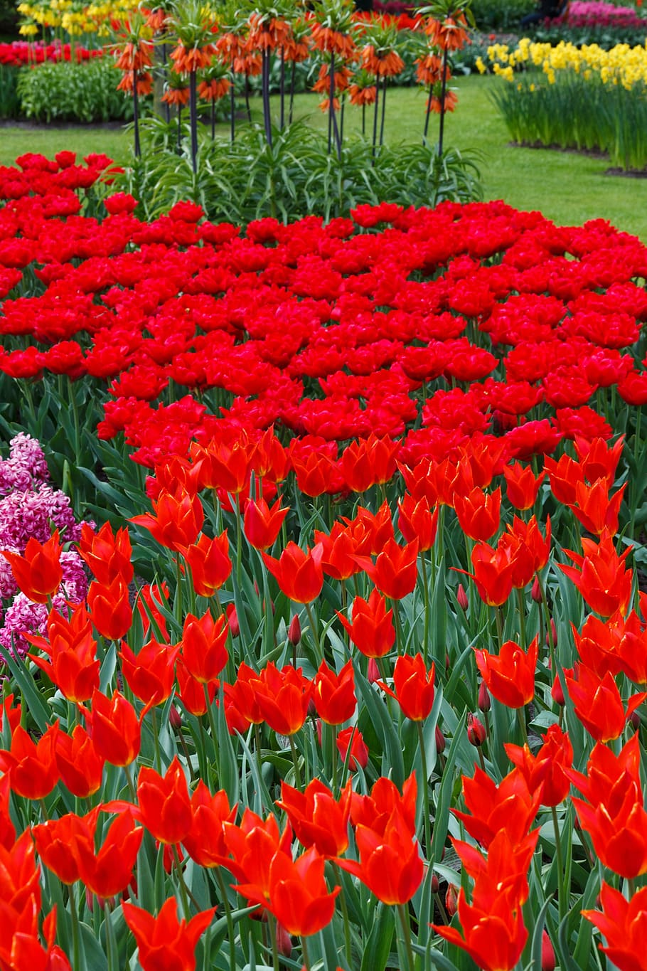 beautiful, flower, bed, bloom, flowers, color, colorful, flora HD wallpaper