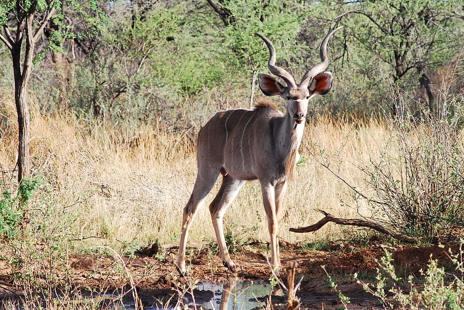 Kudu, Antelope, Horned, Antler, large kudu, pride, sublime, HD wallpaper