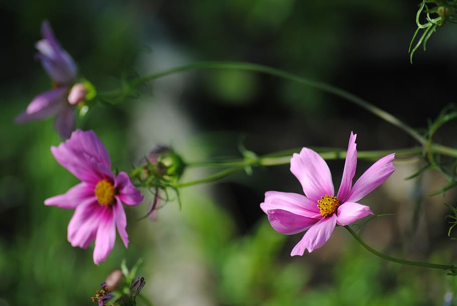 nature, flower, summer, flowering plant, freshness, beauty in nature HD wallpaper