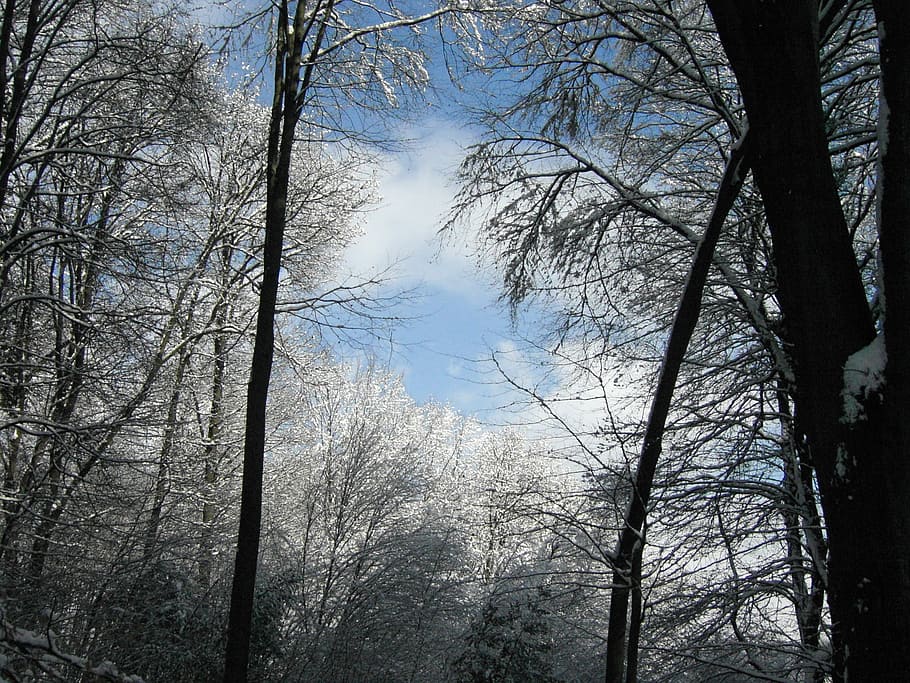 winter sky, forest, trees, nature, branch, outdoors, season HD wallpaper