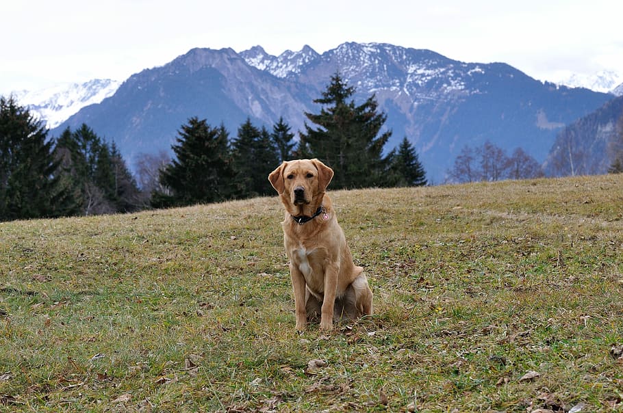 adult yellow Labrador retriever sitting on grass field, Dog HD wallpaper