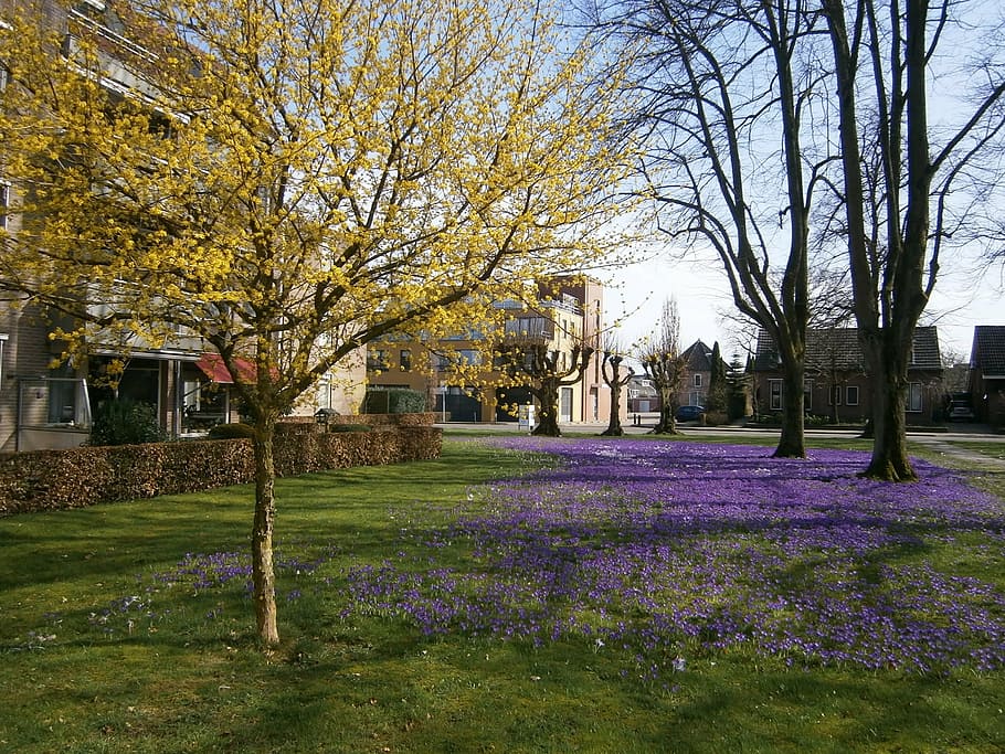 nijverdal, spring, mill, plant, tree, flower, flowering plant HD wallpaper