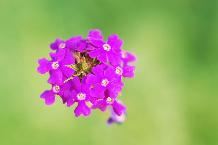 Flowers, Lilac, Violet, Beautiful, Plant, nature, background HD wallpaper