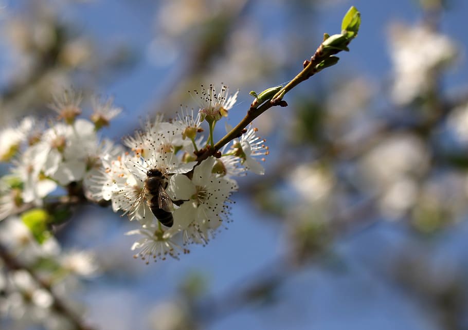 flowers, casey, bee, white, spring, fruit tree, corcodus, sky HD wallpaper