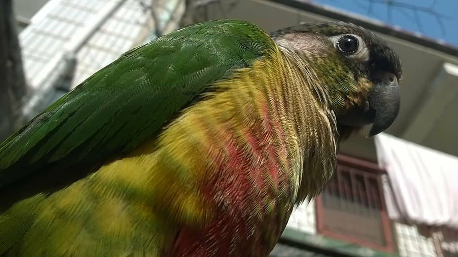 bird, parrot, conure, green, yellow, red, animal, animal themes HD wallpaper