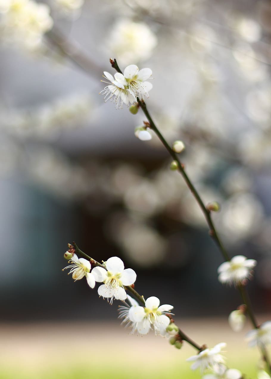 cherry blossom, flowers, flowering plant, growth, fragility HD wallpaper