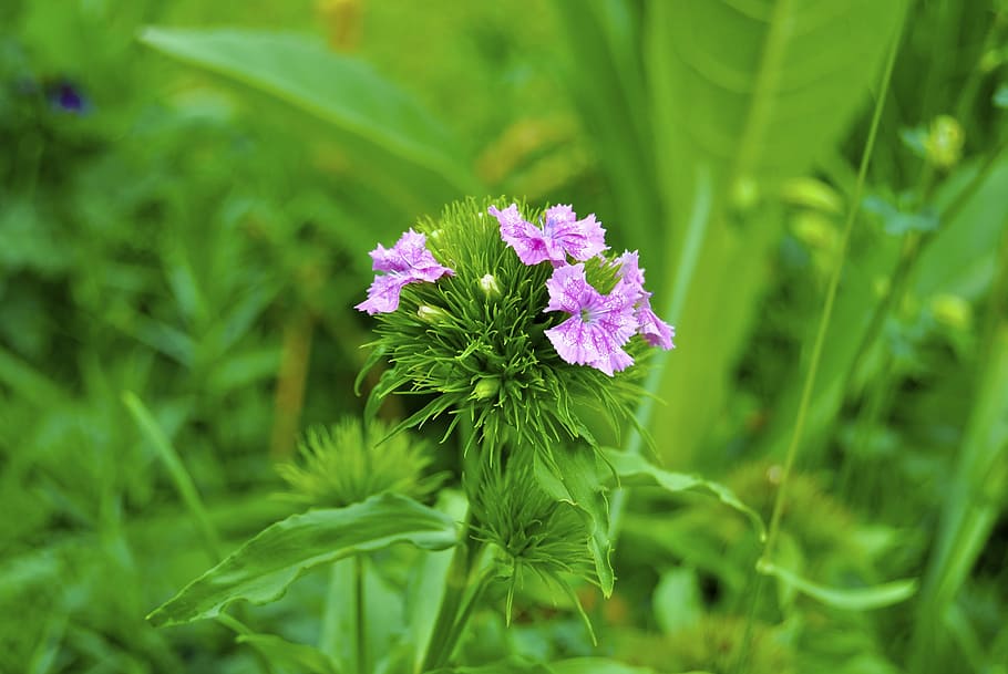 plant, green, leaf, green leaf, nature, small plant, leaves HD wallpaper