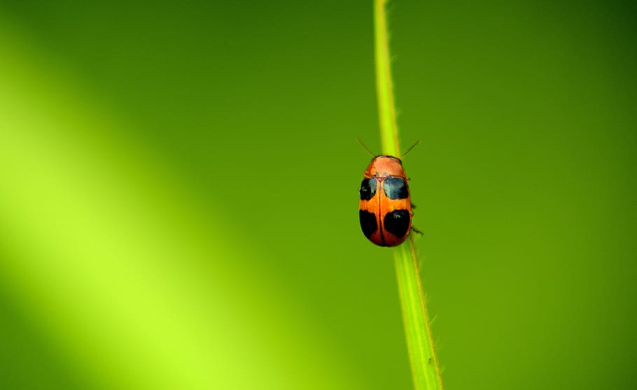selective focus photo of ladybird, shallow focus photography of orange and black lady bug HD wallpaper