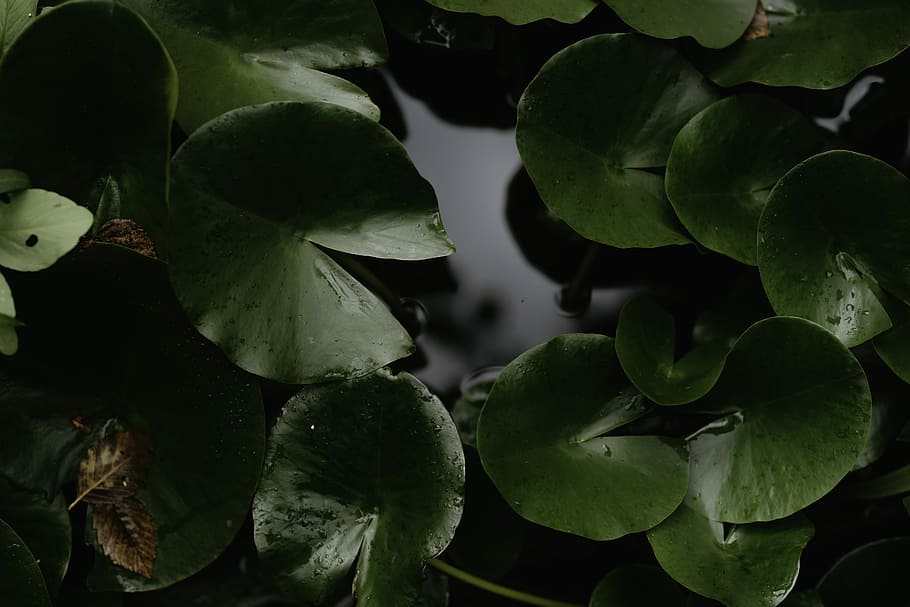 photo of green leafed plant, closeup photography of green leaf HD wallpaper