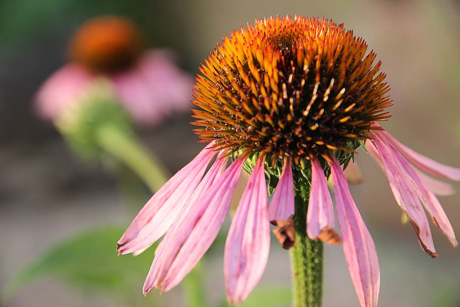 echinacea, sun hat, blossom, bloom, faded, flower, nature, macro HD wallpaper
