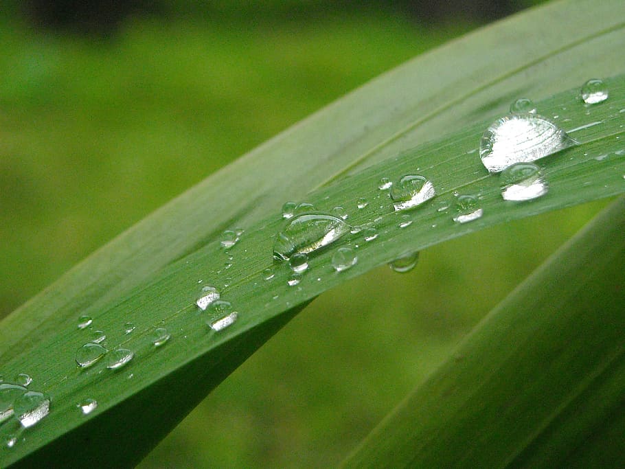 leaf, green, particle, water, dripping, green color, drop, wet HD wallpaper