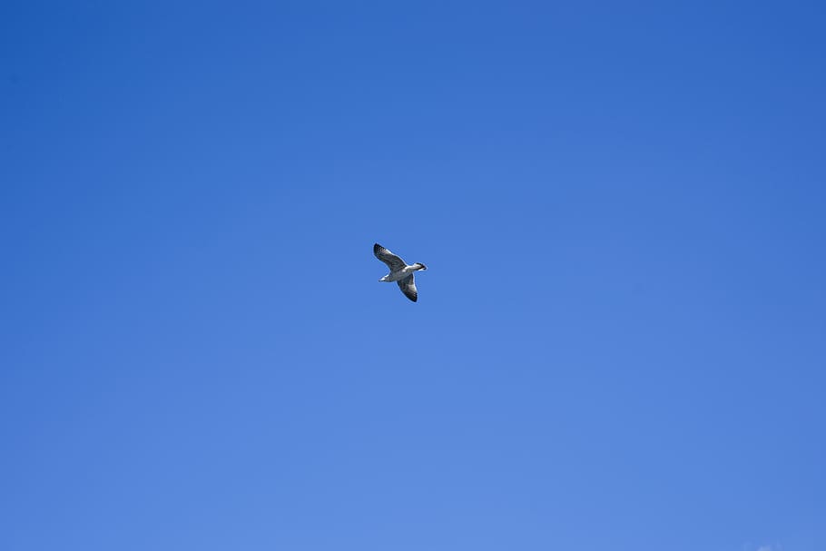 bird, fly, wing, dom, blue, peace, air, seagull, sky, nature HD wallpaper