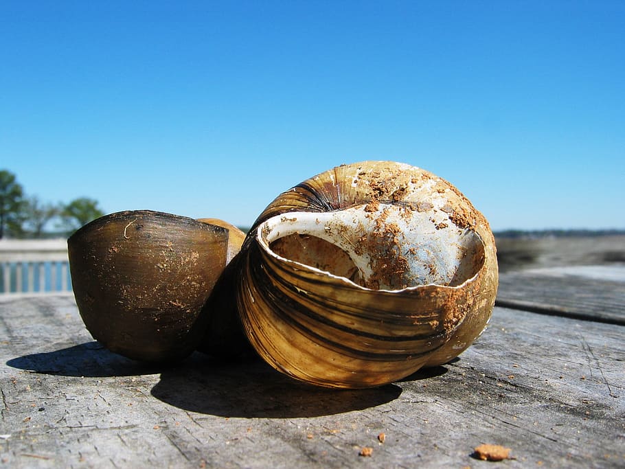 shell, sky, beach, summer, clear sky, day, nature, sunlight HD wallpaper