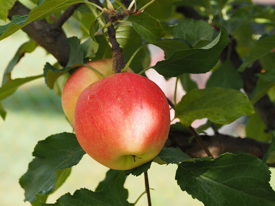 close up photo of two apples, bio, harvest, vegetables, fruits HD wallpaper