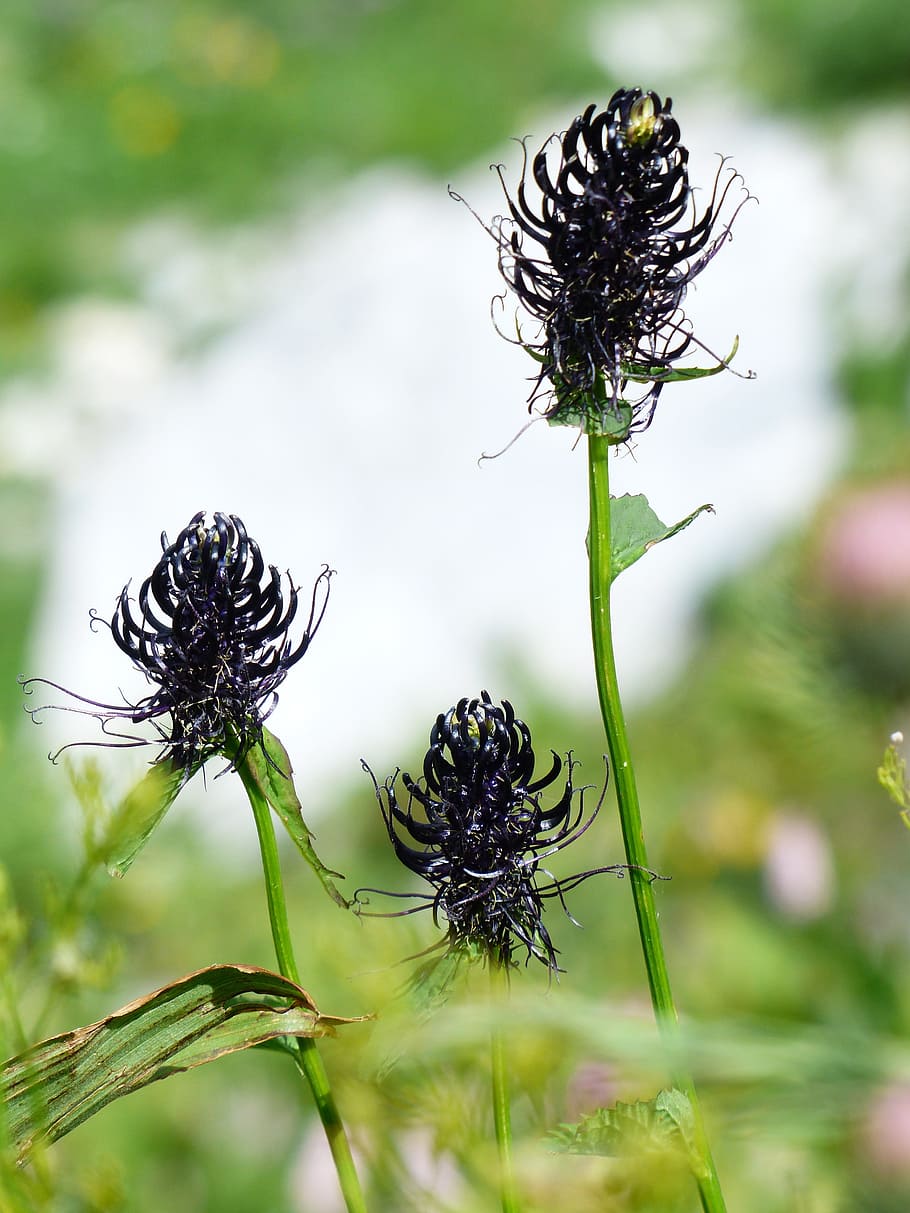 Black Devil, Devil'S Claw, Blossom, Bloom, black devil's claw HD wallpaper