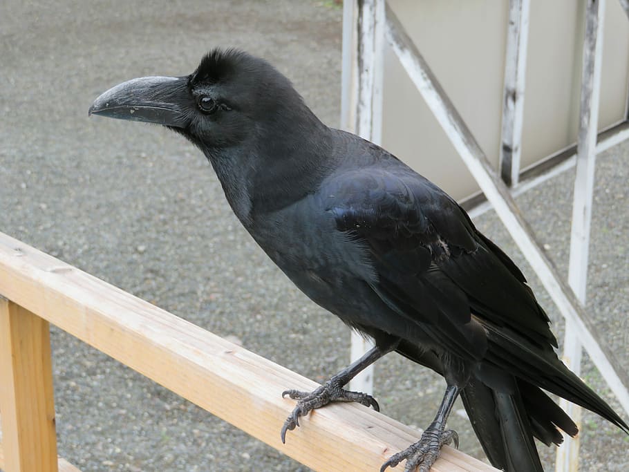 Crow, Blackbird, Raven, one animal, raven - bird, animal wildlife HD wallpaper