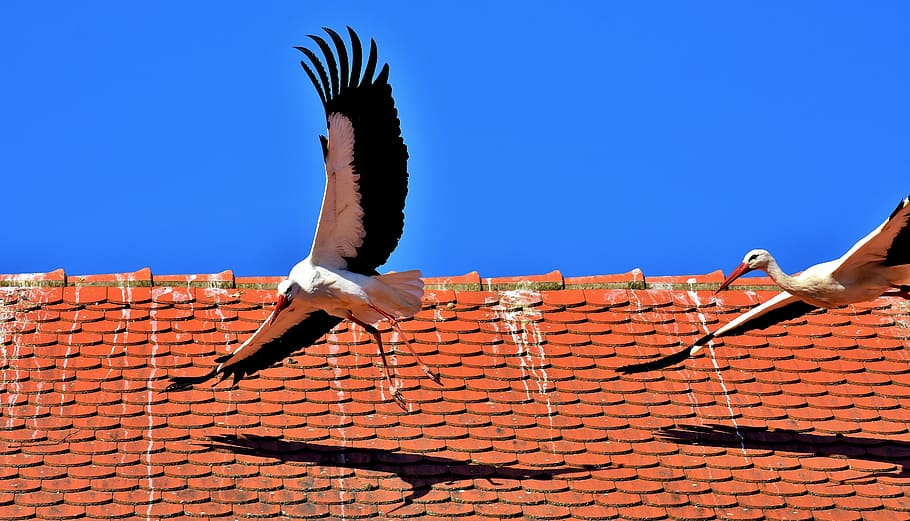 storks, birds, fly, plumage, nature, animal world, wing, monkey mountain salem HD wallpaper