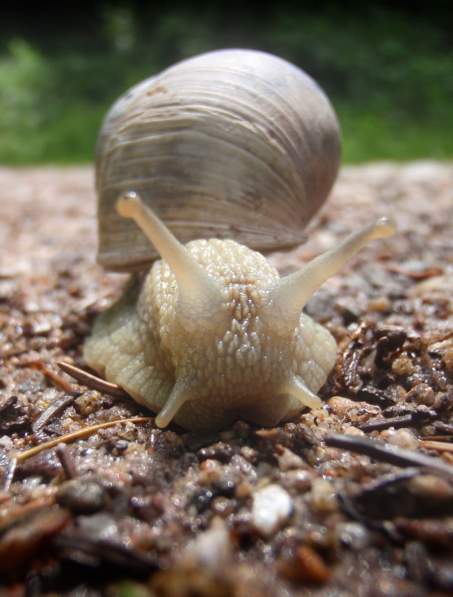 snail, forest, close, nature, macro, forest floor, gastropod HD wallpaper