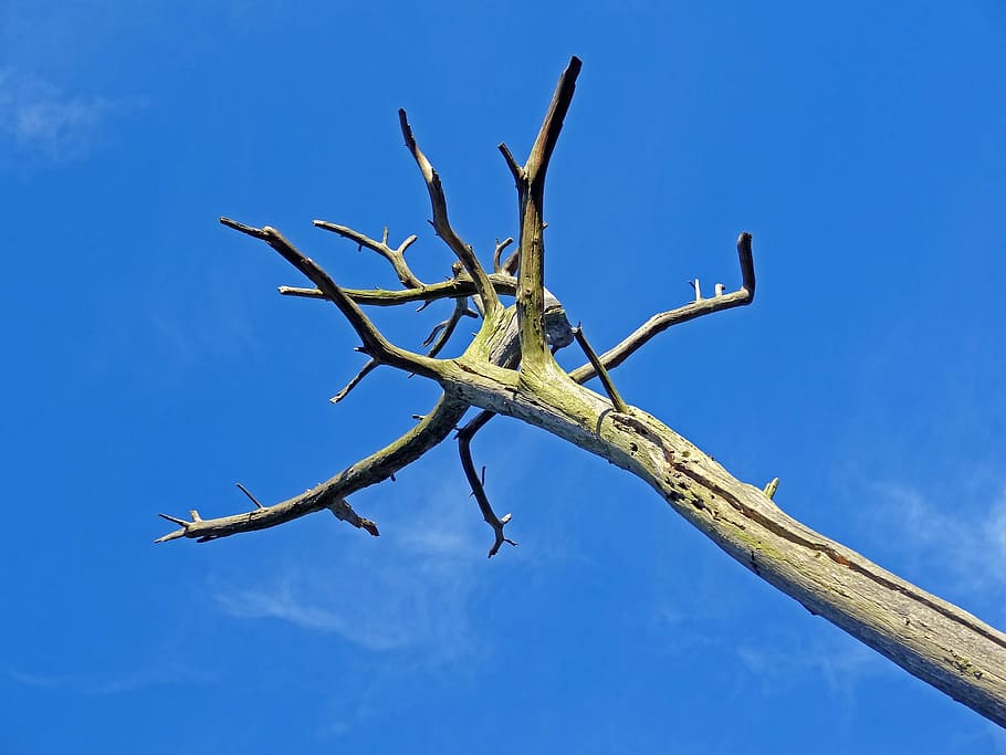 Dying, Tree, Death, Drought, Pine, Heat, dying tree, die off HD wallpaper