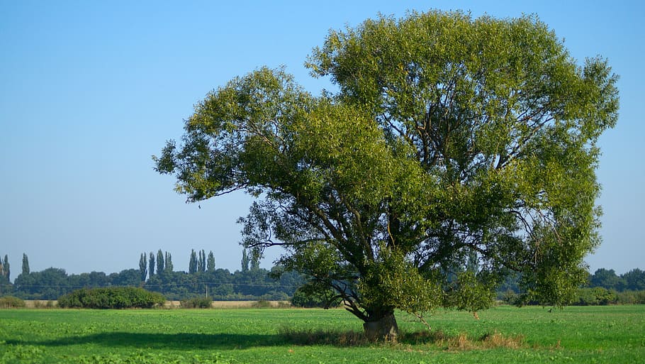 tree, field, slovakia, nature, plant, grass, landscape, green color HD wallpaper