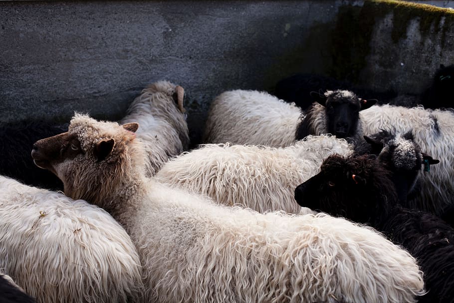 black, white, sheep, lamb, ram, animal, mammal, animal themes HD wallpaper
