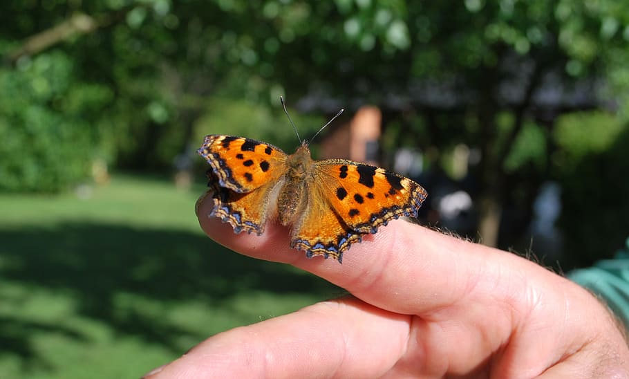 butterfly, nature, close, human hand, animal wildlife, human body part HD wallpaper