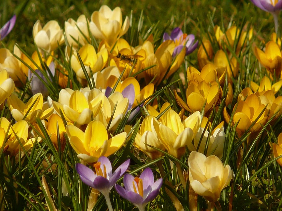 crocus, flower, spring, blossom, bloom, colorful, plant, garden HD wallpaper