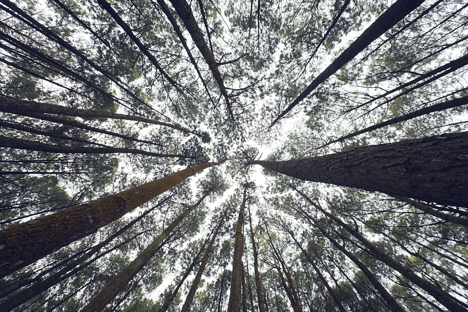 low angle photograph of trees, perspective, nature, environment HD wallpaper