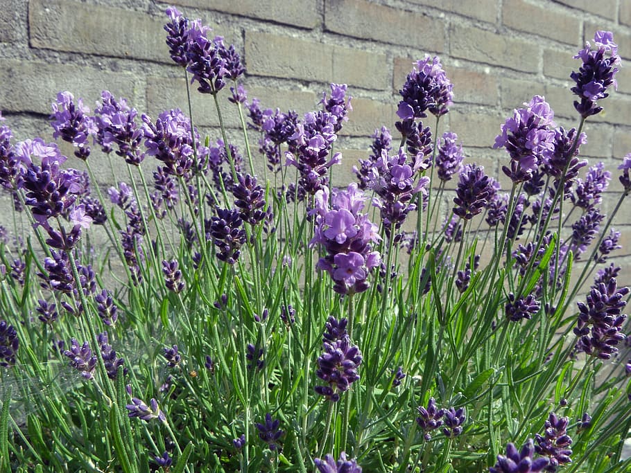 Lavender, Wall, Purple, flower, nature, growth, no people, flowering plant HD wallpaper