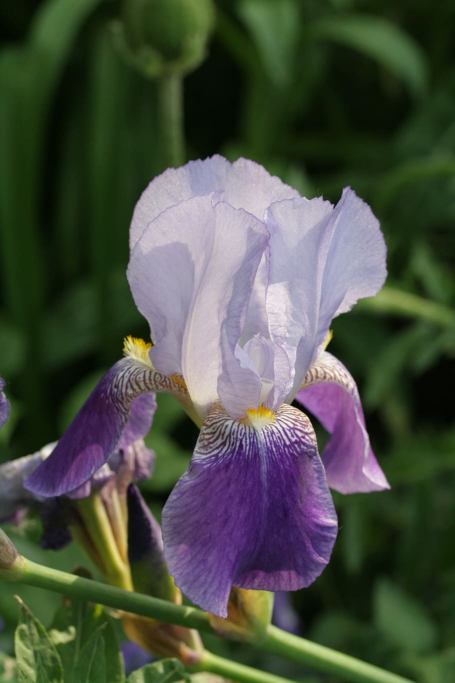 Lily, Violet, Flower Garden, Macro, daylily, enlarge view, petal, HD wallpaper