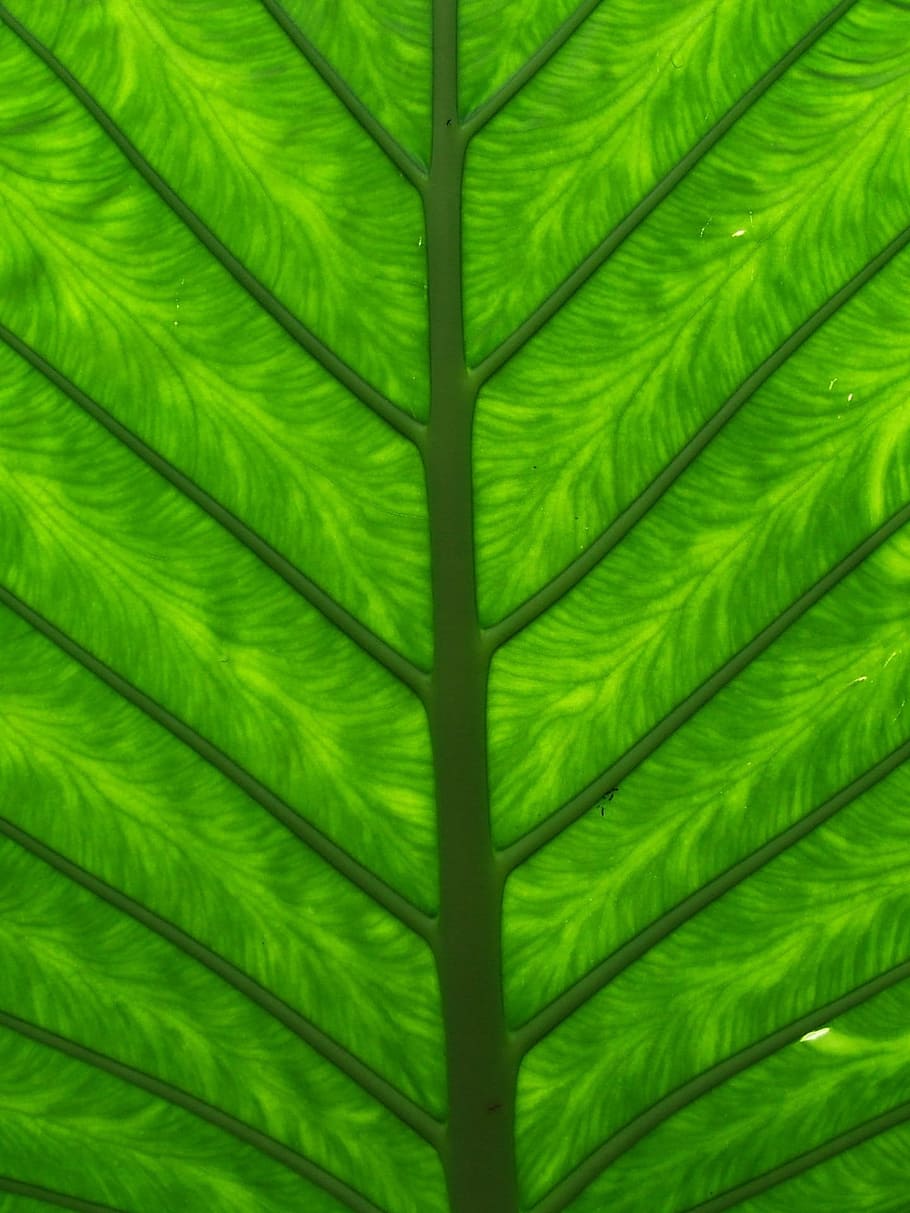 Leaf, Background, Texture, Macro, Plant, natural, botanical HD wallpaper