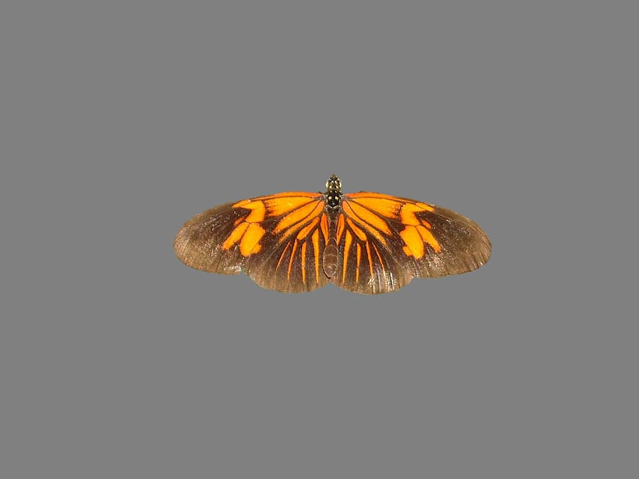 butterfly, mot, nice, night, butterfly park, one animal, invertebrate HD wallpaper