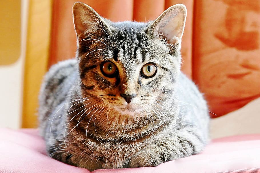 Cat, Cute, getiegert, graugetiegert, eyes, feel at home, sweet HD wallpaper