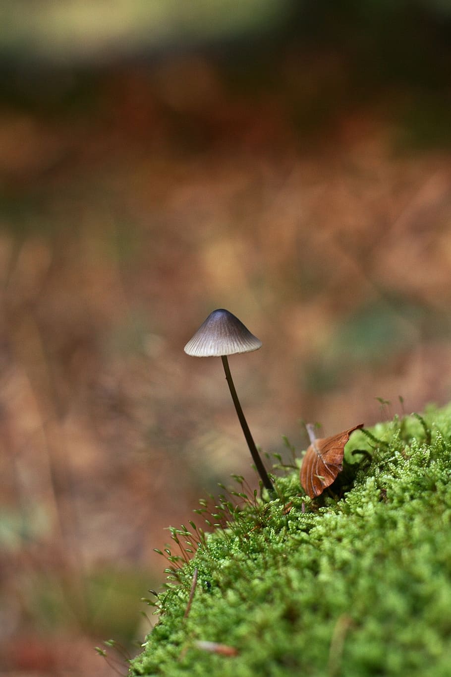 mushroom, small, alone, autumn, nature, forest, hat, moss, macro HD wallpaper